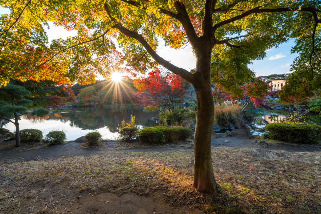 こども自然公園（大池公園・桜の街）